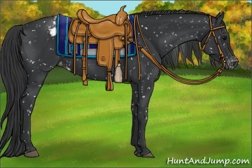 Horse Color:Black Appaloosa