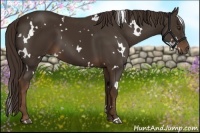 Horse Color:White Spotted Liver Chestnut 