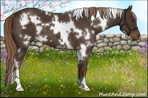 Horse Color:White Spotted Liver Chestnut 