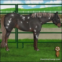 Horse Color:White Spotted Liver Chestnut 