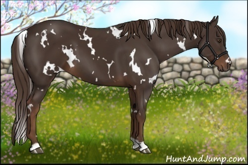 Horse Color:White Spotted Liver Chestnut 