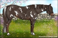 Horse Color:White Spotted Liver Chestnut 