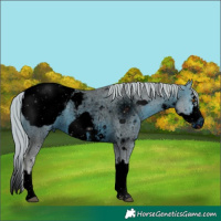Horse Color:ERROR: UNKNOWN ANOMALY