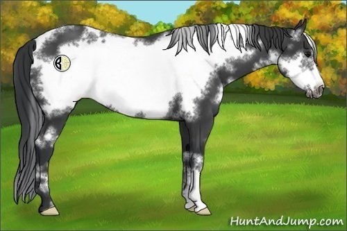 Horse Color:White Spotted Black Frame 