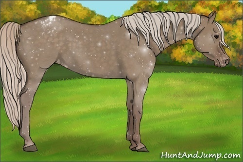 Horse Color:Silver Grullo Roan Varnish 