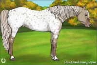 Horse Color:Silver Grullo Appaloosa 