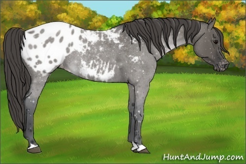 Horse Color:Grullo Roan Appaloosa Rabicano 