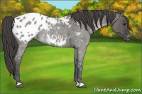 Horse Color:Grullo Roan Blanket Rabicano 