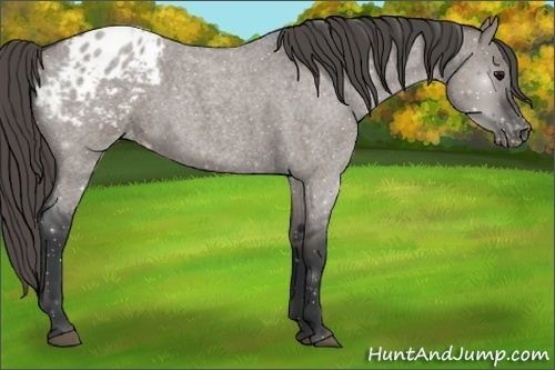 Horse Color:Grullo Roan Appaloosa Rabicano 