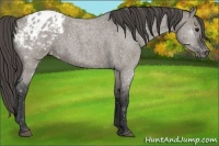 Horse Color:Grullo Roan Appaloosa Rabicano