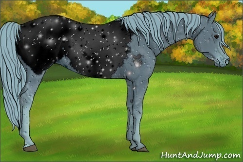 Horse Color:ERROR: UNKNOWN ANOMALY