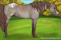 Horse Color:Chocolate Grullo Roan Appaloosa Rabicano 
