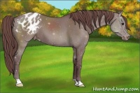Horse Color:Chocolate Grullo Roan Appaloosa 
