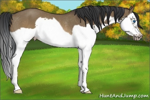 Horse Color:Brown Dun Splash Frame Rabicano 