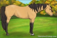 Horse Color:Buckskin Sabino