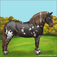 Horse Color:White Spotted Liver Chestnut 