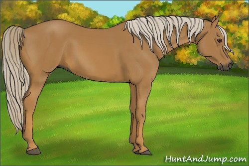 Horse Color:Gray Palomino 
