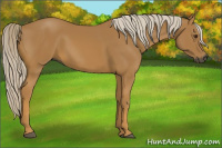 Horse Color:Gray Palomino