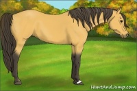 Horse Color:Buckskin 