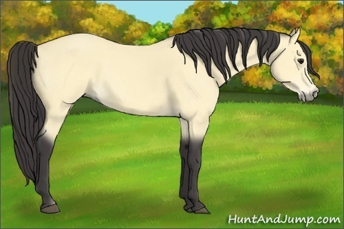 Horse Color:Buckskin 