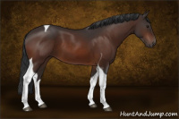 Horse Color:Bay Tobiano 