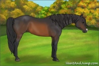 Horse Color:Brown 