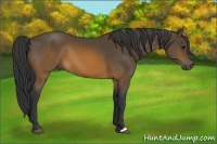 Horse Color:Brown 