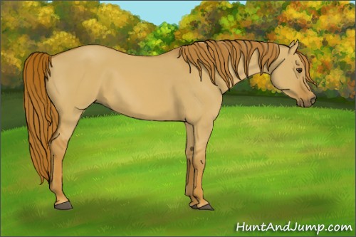 Horse Color:Red Dun 