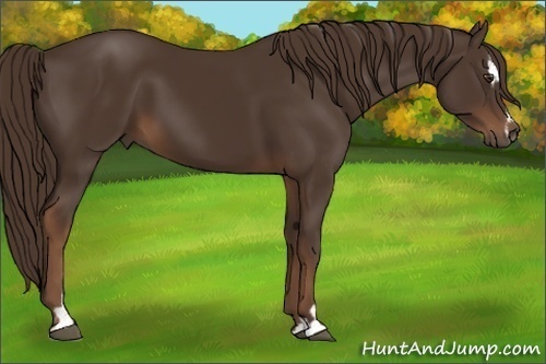 Horse Color:Liver Chestnut Sabino