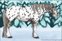 Horse Color:Liver Chestnut Sabino Appaloosa Rabicano 