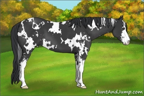 Horse Color:White Spotted Black Sabino 