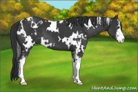 Horse Color:White Spotted Black Sabino