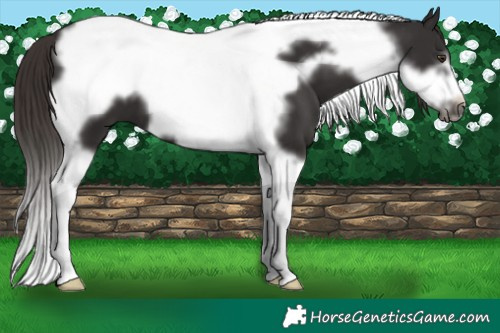 Horse Color:Liver Chestnut Tobiano Frame 