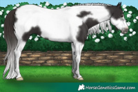 Horse Color:Liver Chestnut Tobiano Frame 