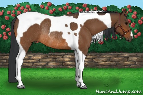 Horse Color:Bay Tobiano Rabicano 