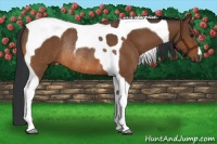 Horse Color:Bay Tobiano Rabicano 