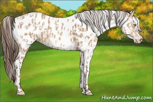 Horse Color:Amber Champagne Appaloosa  and White Spotted Amber Champagne Appaloosa 