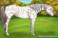 Horse Color:Amber Champagne Appaloosa  and White Spotted Amber Champagne Appaloosa 