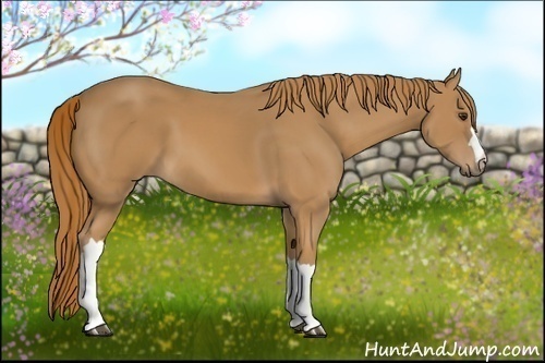 Horse Color:Unknown 