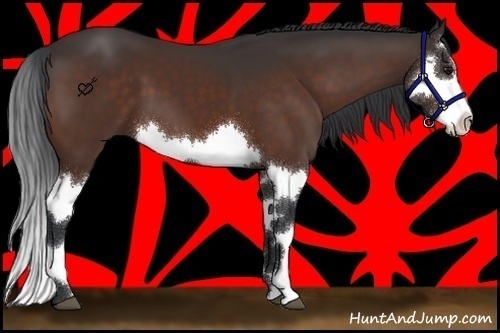 Horse Color:Brown Splash