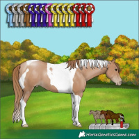 Horse Color:Black Pearl Tobiano 