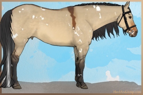 Horse Color:White Spotted Brown Dun 