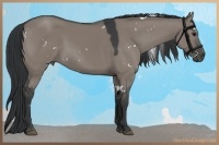Horse Color:White Spotted Grullo