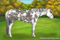 Horse Color:Grullo Sabino