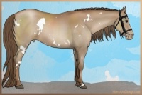 Horse Color:White Spotted Black Pearl 