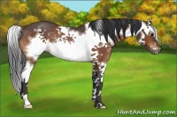 Horse Color:Bay Splash Frame Rabicano 