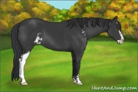 Horse Color:Black Sabino