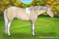 Horse Color:Silver Grullo Pearl Sabino Tobiano