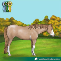 Horse Color:Black Pearl Sabino