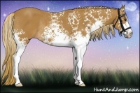 Horse Color:White Spotted Chestnut Rabicano 